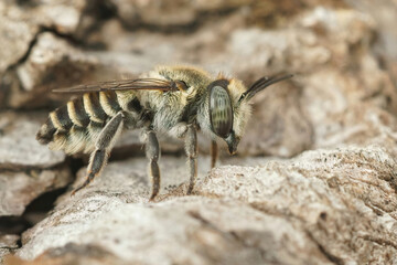 Close up of a female silver colored leafcutter solitary bee, Megachile pilidens, sitting on a piece of wood