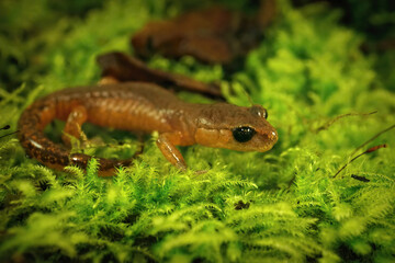 Closeup on a nocturnal sub-adult Ensatina eschscholtzii salamander , sitting on moss