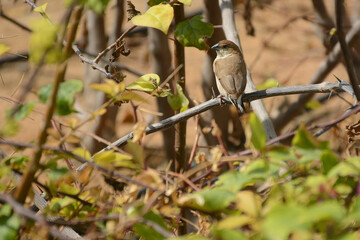 The Indian silverbill or white-throated munia bird is sitting on the brench