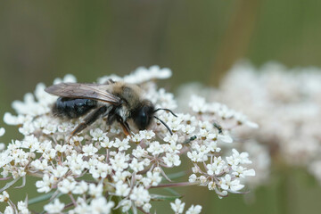 Closeup on a fluffy female Grey-backed mining bee, Andrena ventralis ona white flower