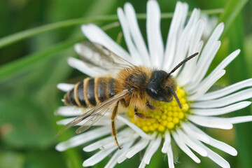 Closeup on a cute female yellow legged mining bee, Andrena flaipes, sitting on a white flower