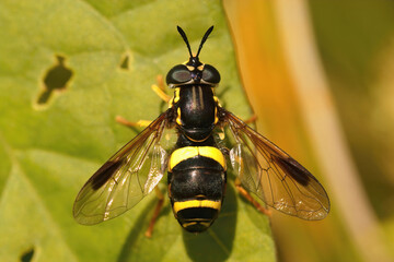 Closeup on a colorfull black and yellow hoverfly, Chrysotoxum bicinctum, sitting with open wings
