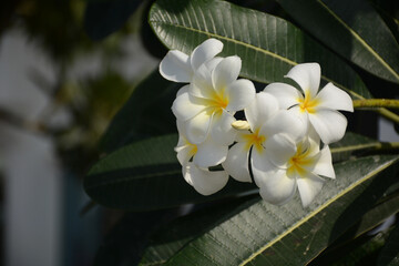Plumeria known as frangipani is a genus of flowering plants in the family Apocynaceae