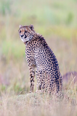 Collared Cheetah, South Africa