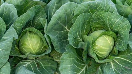 young cabbage grows in the farmer field