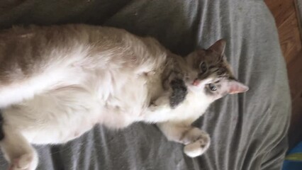 the Thai cat with blue eyes is relaxing on the beanbag chair with her belly up. vertical video with Camera shifting - Powered by Adobe