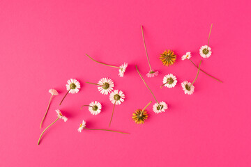 Creative layout made of white daisies on pink background. MInimal spring or daisy concept. Easter idea. Top view, flat lay.