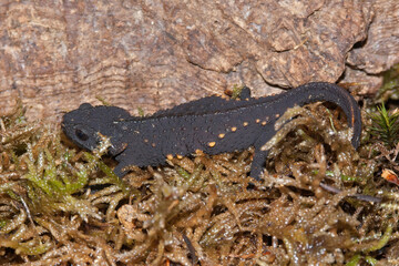 Closeup on an adult, critically endangered Japanese anderson's salamander, Echinotriton andersoni