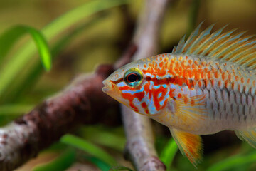 Apistogramma macmasteri, Villavicencio-Zwergbuntbarsch © waldemar fischer
