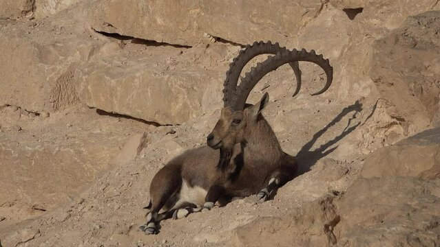 Beautiful male ibex with long recurved horns relaxes in the sun, in the town of Mitzpe Ramon. Nature and wildlife in Israel.
