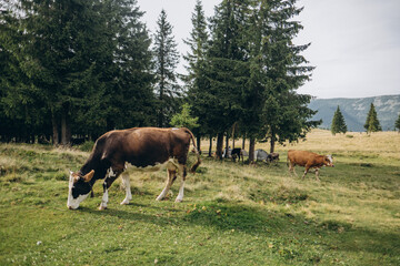 Fototapeta na wymiar cows in the meadow, mountains