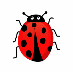 ladybug