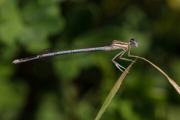 Purple dragonfly on a leaf