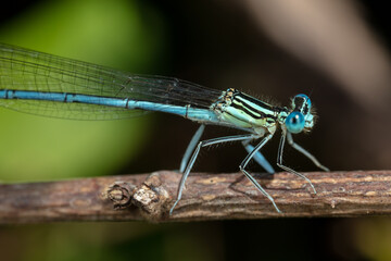 Close up of clear blue dragonfly on a branch