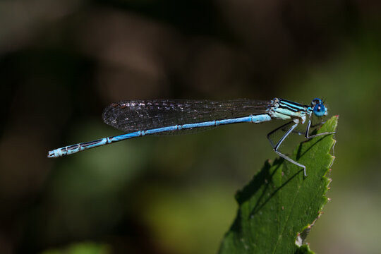 Blue dragonfly on a leaf