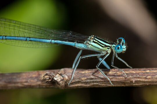Close up of clear blue dragonfly on a branch