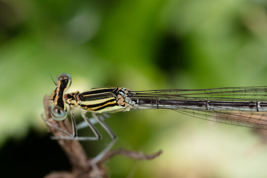 Close up of dragonfly on a branch