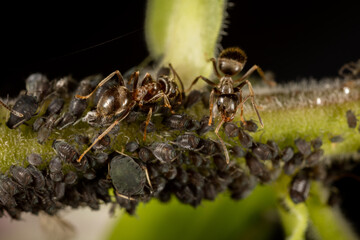 Two ants milking a louse on a leaf
