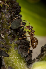Ant milking a louse on a leaf