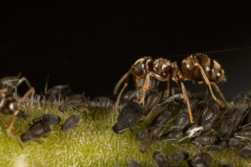 Ant milking a louse on a leaf