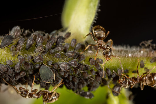 Ant milking a louse on a leaf