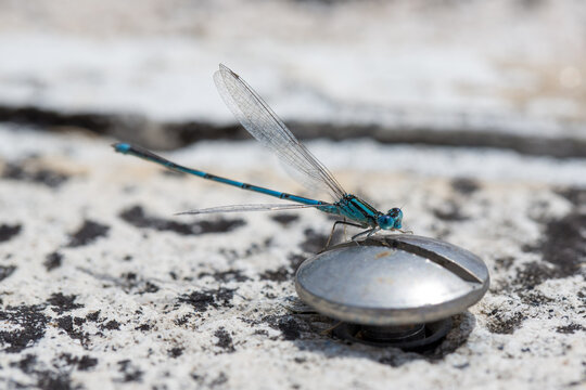 Macro of  dragonflies on a screw