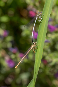 Macro of two mating dragonflies on a leaf