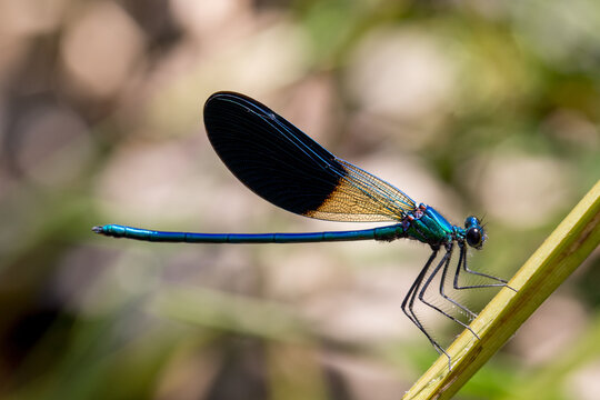 Macro of damselfly on a branch