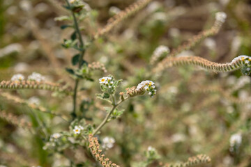 A honey bee  isolated on a heliotrope flower in a bright morning sun, selective focus bee