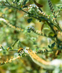 A honey bee  isolated on a heliotrope flower in a bright morning sun, selective focus bee