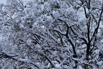 The beautiful white forest trees on the windy days in Sapporo Japan