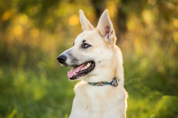 young happy dog with heterochromic eyes