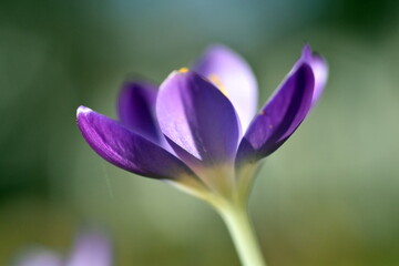 Violetter Krokus im Frühling