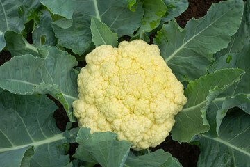 cauliflower