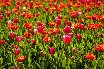 Fototapeta na wymiar A field of red and purple blooming tulips illuminated by the sun.