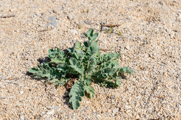 Gelber Hornmohn auf Sandboden