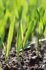 Spring green sprouts in the garden close up macro