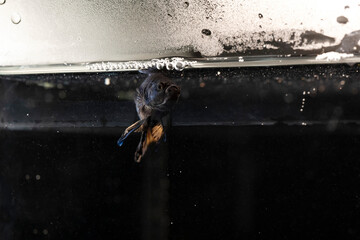 metallic blue plackat splenders betta fish with yellow tail in an aquarium with 