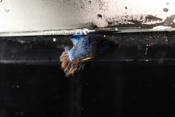 metallic blue plackat splenders betta fish with yellow tail in an aquarium with 