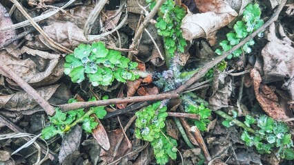 Flowers, nature, forest