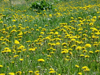 Obraz premium Yellow flowers of dandelions in green backgrounds. Spring and summer background.