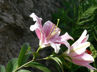 Pink lily (Lilium sp.) with stamens and pistil; close-up