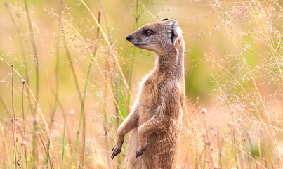 Yellow Mongoose, Kruger National park
