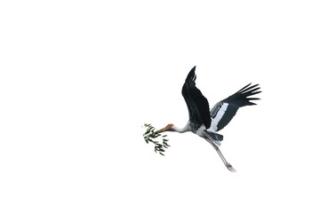Milky Stork flying with leaf tree fore nesting when breeding season of Bird.isolate Milky stork on white backgroud.