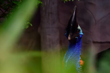 closeup  head of cassovary bird in the nature.