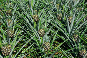 Pineapple agriculture farming in the rural country sitle,agroindustrail concept.