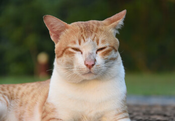 closeup heaf of stray cat.