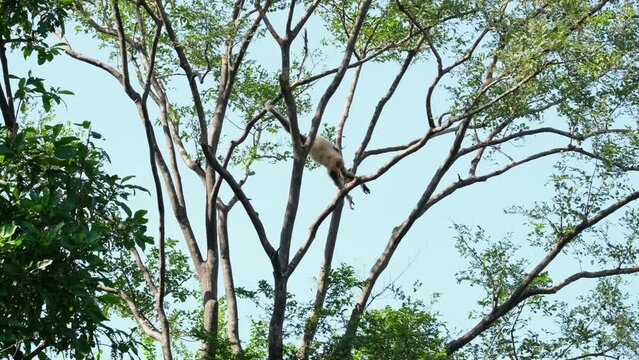 White-handed Gibbon Hylobates lar, seen resting on the left side and then swings from the left to the right and then resting on a branch, Thailand.