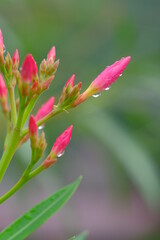Obraz na płótnie Canvas close up of a pink flower