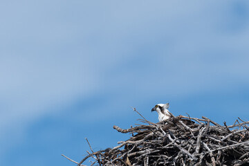 An Osprey (Pandion haliaetus) on its nest in the Florida Keys, USA.
